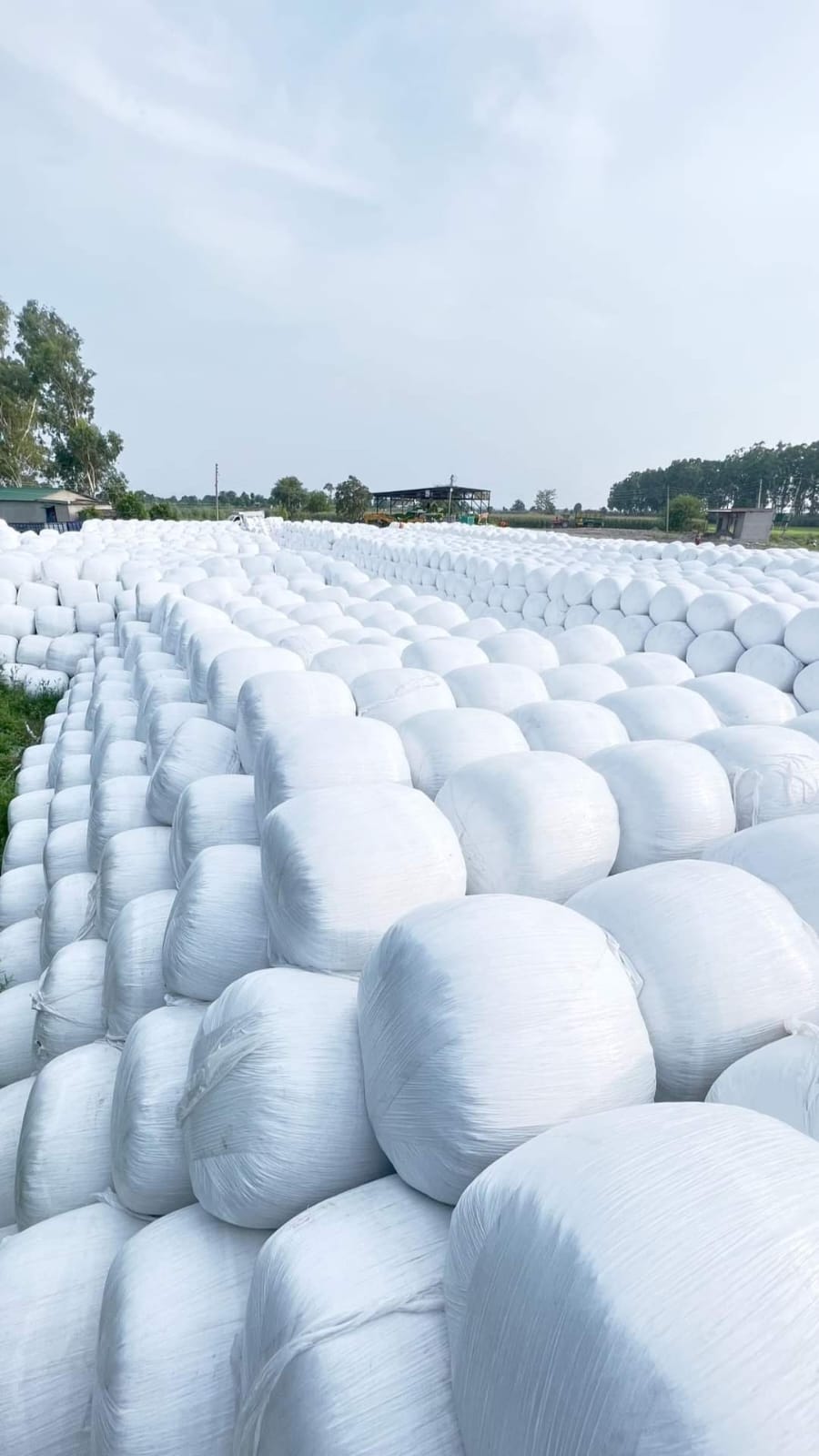 Nabha Plant — Richnest silage bale yard