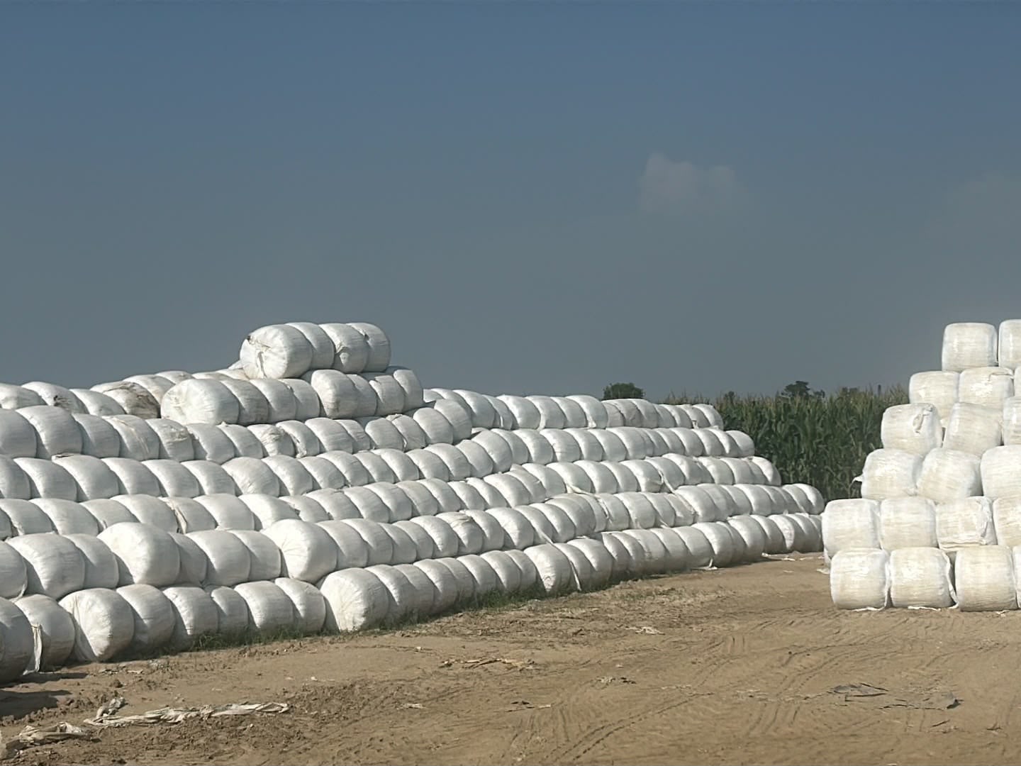Rajpura Plant — Richnest silage bale yard